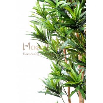 Mur végétal et plante stabilisée à Saint-Malo, Bretagne