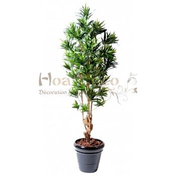 Mur végétal et plante stabilisée à Saint-Malo, Bretagne