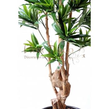 Mur végétal et plante stabilisée à Saint-Malo, Bretagne