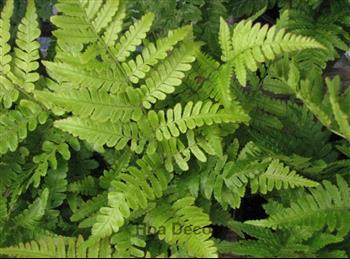 Mur végétal et plante stabilisée à Saint-Malo, Bretagne