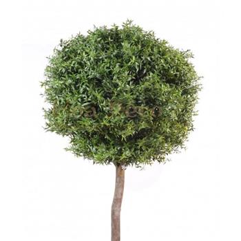 Mur végétal et plante stabilisée à Saint-Malo, Bretagne