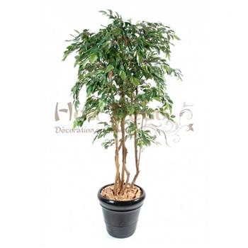 FICUS MULTITREE NATASJA