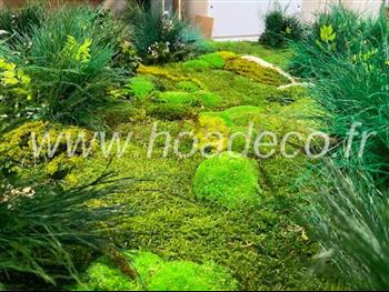 fond mur vegetal vegetaux stabilisé lichen mousse HOA DECO