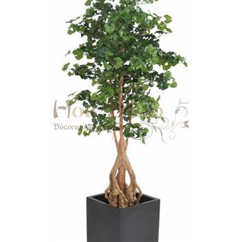 Mur végétal et plante stabilisée à Saint-Malo, Bretagne