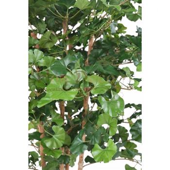 Mur végétal et plante stabilisée à Saint-Malo, Bretagne