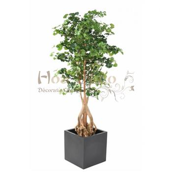 Mur végétal et plante stabilisée à Saint-Malo, Bretagne