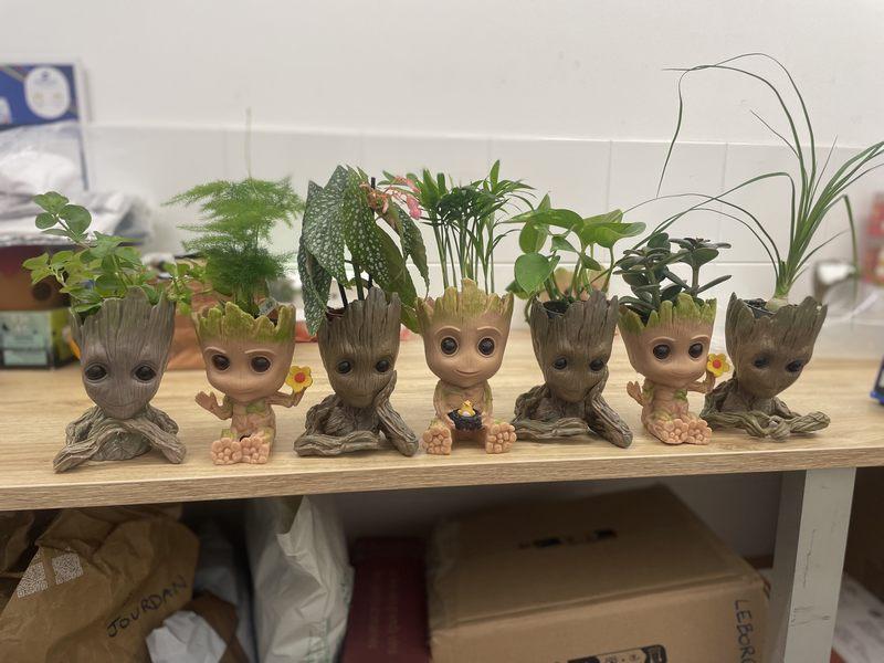 groots plantes naturelles hoadéco showroom