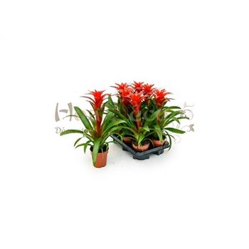 GUZMANIA OSTARA EN POT