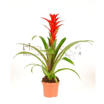 GUZMANIA OSTARA EN POT