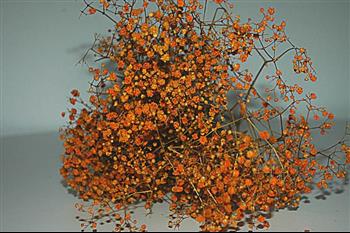Gypsophile grande fleurs Hoa Déco ORANGE nature