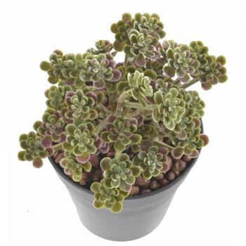 HOA DECO-cadre vegetal creation fleuriste design