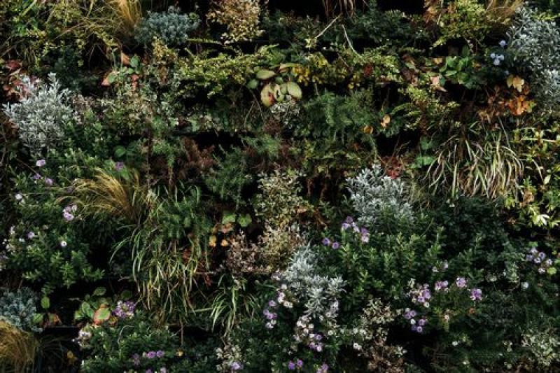 HOA DECO ZOOM MUR VEGETAL SPHAIGNE PLSU DE 15 ANS MAGASIN SHOWROOM ST MALO ZI SUD