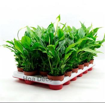 Mur végétal et plante stabilisée à Saint-Malo, Bretagne