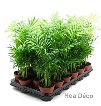 Mur végétal et plante stabilisée à Saint-Malo, Bretagne