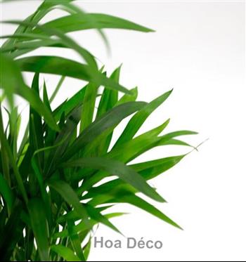 Mur végétal et plante stabilisée à Saint-Malo, Bretagne