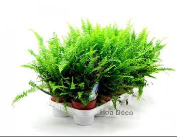 Mur végétal et plante stabilisée à Saint-Malo, Bretagne