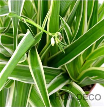 Mur végétal et plante stabilisée à Saint-Malo, Bretagne