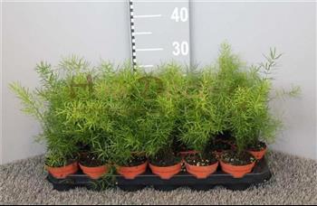 Grande-2169-asparagus-sprengeri hoa deco 