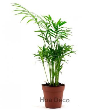 Mur végétal et plante stabilisée à Saint-Malo, Bretagne