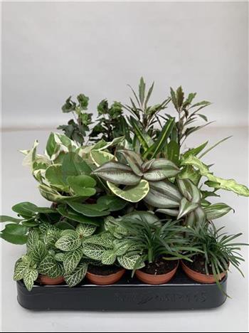 plantes vertes pack lot HOA DECO murs vegetaux