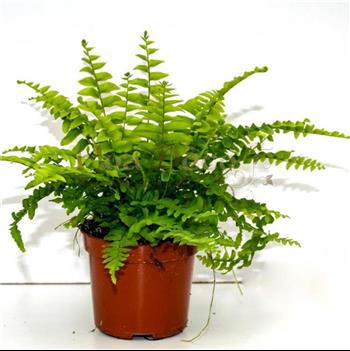 fougère boston hoa deco