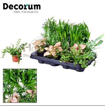 plantes vertes pack lot HOA DECO murs vegetaux