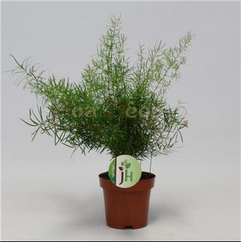 Grande-2169-asparagus-sprengeri hoa deco 