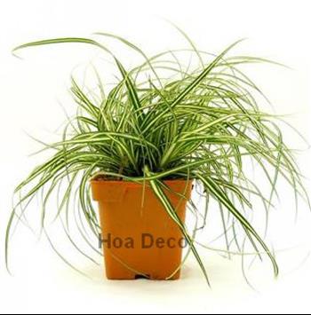 Mur végétal et plante stabilisée à Saint-Malo, Bretagne