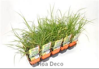 Mur végétal et plante stabilisée à Saint-Malo, Bretagne