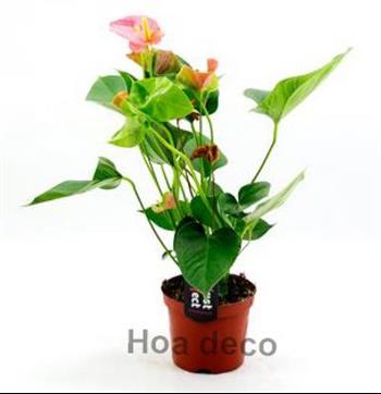 Mur végétal et plante stabilisée à Saint-Malo, Bretagne