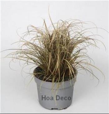 Mur végétal et plante stabilisée à Saint-Malo, Bretagne