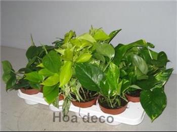 Mur végétal et plante stabilisée à Saint-Malo, Bretagne