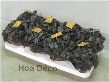 Mur végétal et plante stabilisée à Saint-Malo, Bretagne