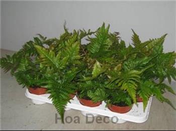 Mur végétal et plante stabilisée à Saint-Malo, Bretagne