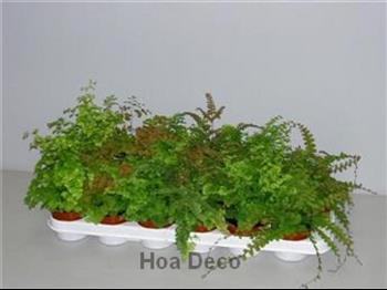 Mur végétal et plante stabilisée à Saint-Malo, Bretagne