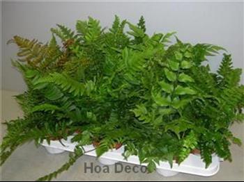 Mur végétal et plante stabilisée à Saint-Malo, Bretagne