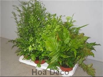 Mur végétal et plante stabilisée à Saint-Malo, Bretagne