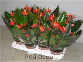 Mur végétal et plante stabilisée à Saint-Malo, Bretagne