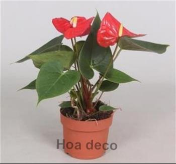 Mur végétal et plante stabilisée à Saint-Malo, Bretagne