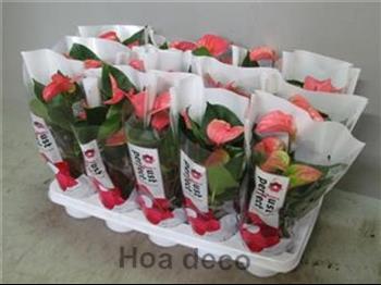 Mur végétal et plante stabilisée à Saint-Malo, Bretagne