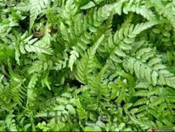 Mur végétal et plante stabilisée à Saint-Malo, Bretagne