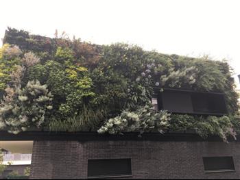 Mur végétal naturel green wall design Hoa déco