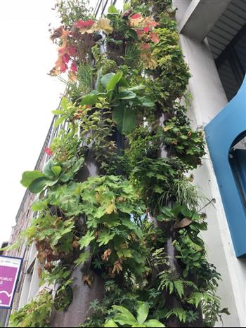 totem végétal naturel paris la défense mur végétaux Hoa Déco graminées