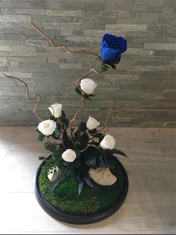 Rose stabilisé Bleu et Blanches Hoa deco green design intérieur mur végétal fabrication sur mesure