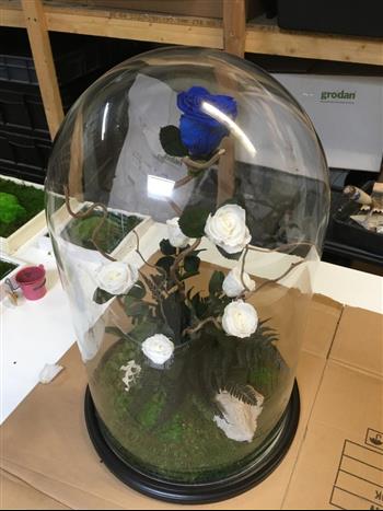 Rose stabilisé Bleu et Blanches Hoa deco green design intérieur cloche mur