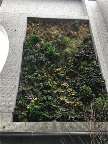 mur vegetal green wall 30 m2 Paris la Défense Hoa déco mur géant