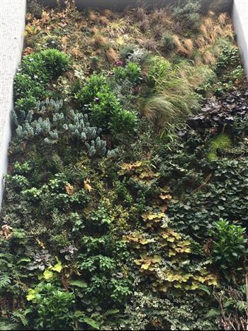 mur vegetal green wall 30 m2 Paris la Défense Hoa déco mur géant graminées plantes