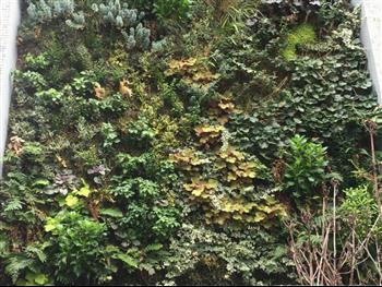 mur vegetal green wall 30 m2 Paris la Défense Hoa déco mur géant design