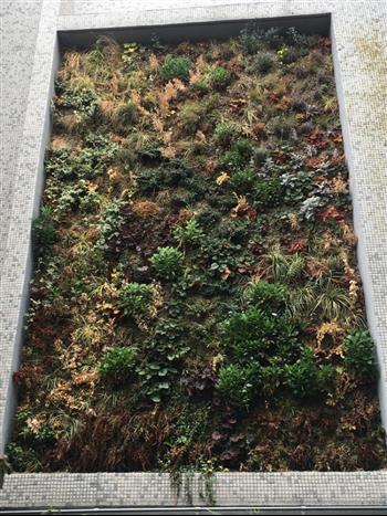 mur vegetal green wall 30 m2 Paris la Défense Hoa déco mur géant