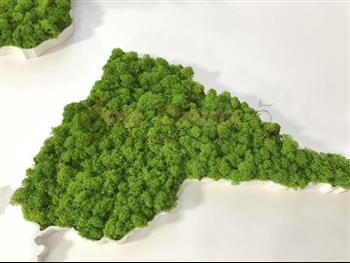 mappe monde stabilisé lichen vers citron Hoa Déco Murs végétaux